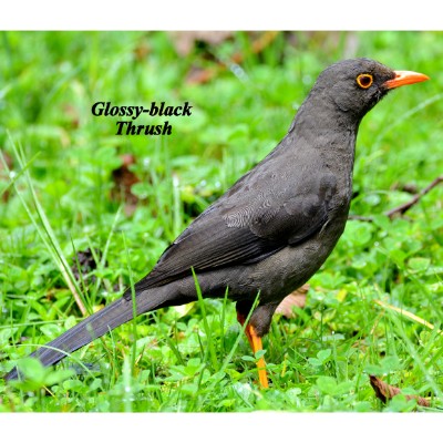Glossy-black Thrush